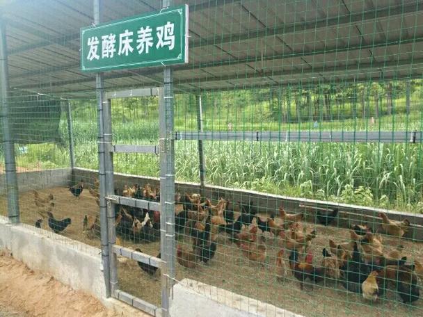 农村散养土鸡 自然健康的好味道