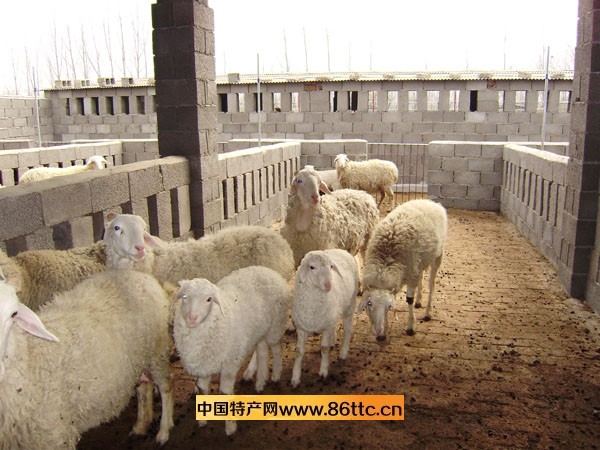 小尾寒羊 优质家畜与农牧业的珍贵特产