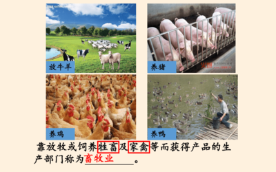 农产品的种类与重要性