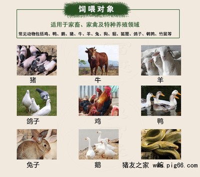 生态养鹅的技术要点与注意事项