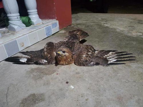 警民携手救助国家二级保护动物——一只猎隼意外获救