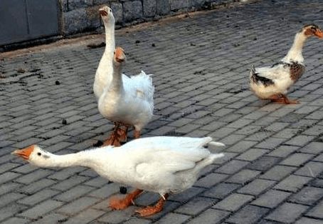 鸡鸭鹅同为家禽，为何农家偏爱鸡鸭而冷落鹅？