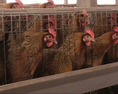 守护家禽健康，兽医站免费上门接种疫苗