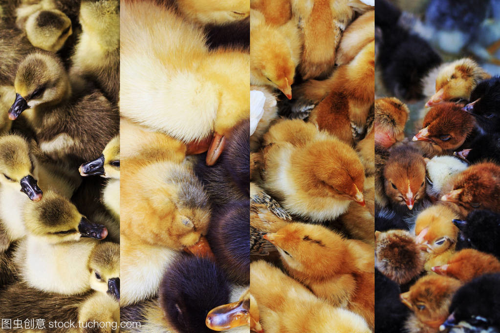 田园画卷 小鸡、小鸭与小鹅的影像拼贴