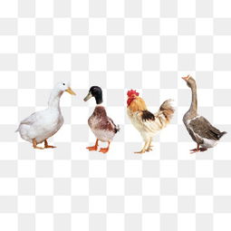 家禽图片大全与免费素材下载指南 千库网PNG资源助力农产品视觉设计
