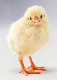 家禽 人类文明的古老伴侣