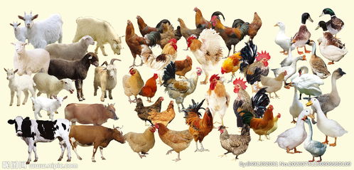 家禽农产品 连接餐桌与田野的健康使者