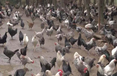 湖北土鸡蛋团体标准通过专家组评审，贡献现代农业标准化“湖北智慧”