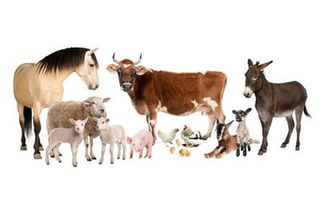 安徽畜禽产品供应充足，价格稳定，农产品市场运行健康