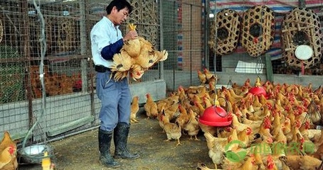 国内主要家禽批发市场分布与农产品流通概述