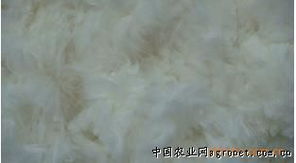 供应优质手剪兔毛——杭州临安鸿基兔业专业合作社招商代理